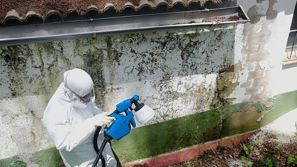Top rated local Attic Mold Removal specialists in Palmetto, GA